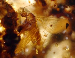 Sycoracinae