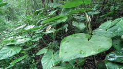 Anthurium buganum