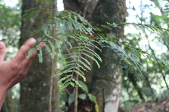 Abarema oxyphyllidia