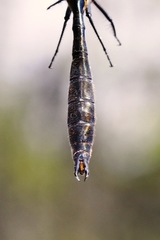 Somatochlora kennedyi