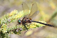 Somatochlora kennedyi