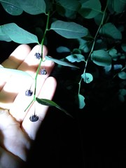 Phyllanthus graveolens