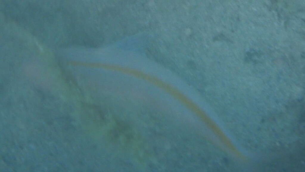 Rosy goatfish (Parupeneus chrysopleuron) — Mullidae