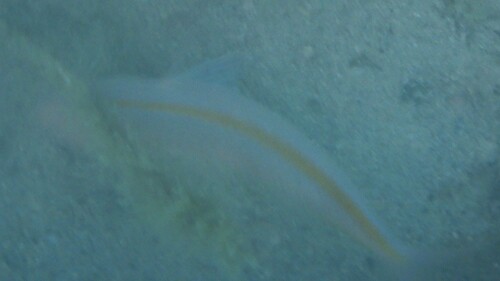 Rosy goatfish (Parupeneus chrysopleuron) — Mullidae