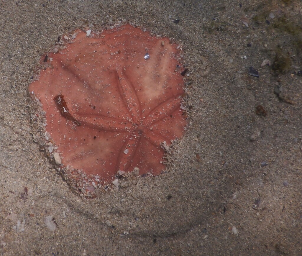 Pink Sand Dollar