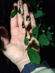 Phyllanthus graveolens