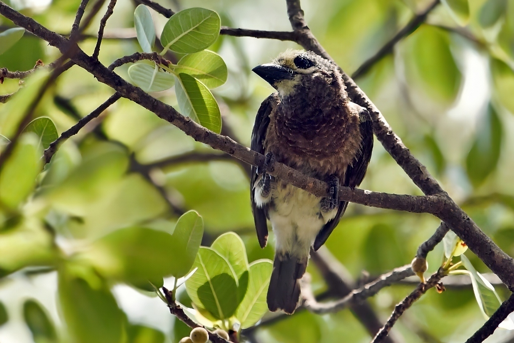Whyte's Barbet (Stactolaema whytii), photo 6