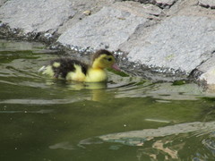 Cairina moschata domestica