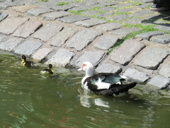 Cairina moschata domestica