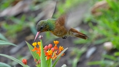 Amazilis amazilia amazilia