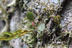 Lepanthes parvula