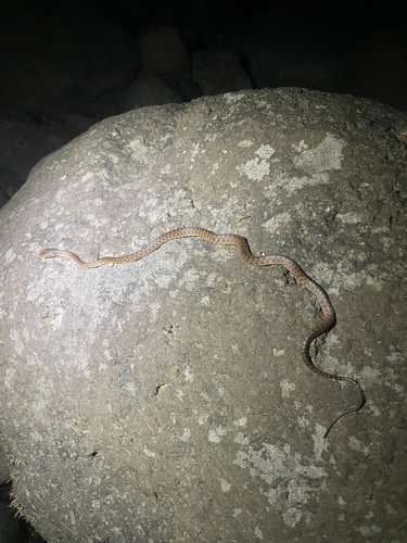 Brown Tree Snake sighting