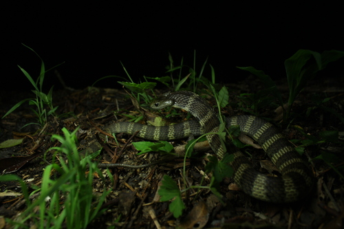 Tiger Snake sighting
