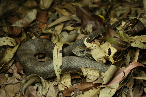 Southern Death Adder sighting