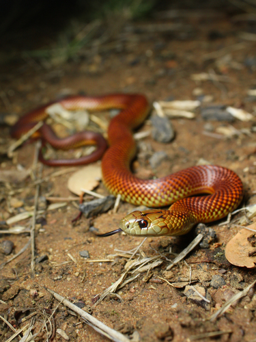 Mulga Snake sighting