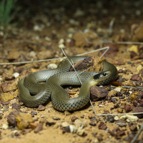 Grey Snake sighting