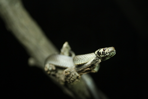 Pale-headed Snake sighting