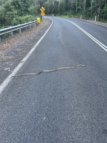 Coastal Carpet Python sighting