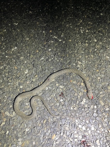 Common keelback sighting