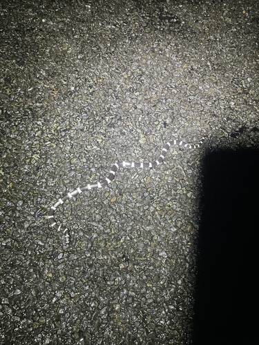 Eastern Bandy Bandy sighting