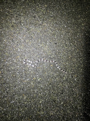 Eastern Bandy Bandy sighting