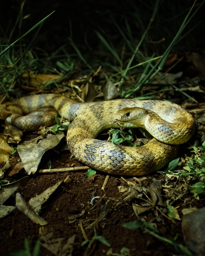Tiger Snake sighting