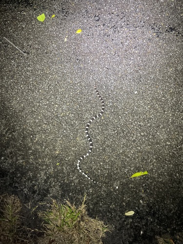 Eastern Bandy Bandy sighting