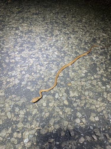 Brown Tree Snake sighting