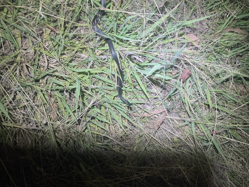 Eastern Small-eyed Snake sighting