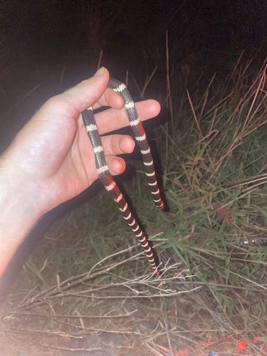 Eastern Bandy Bandy sighting