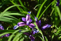 Iris sintenisii