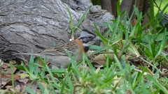 Zonotrichia capensis