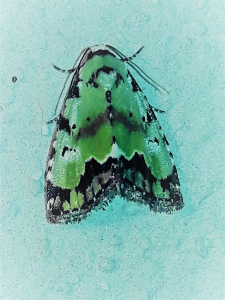Lithacodia jora