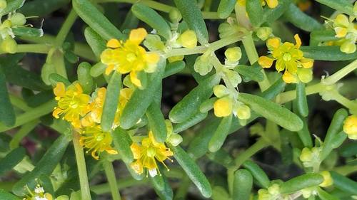 simple-leaved bean caper