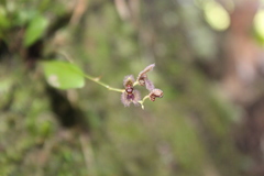 Stelis villosa