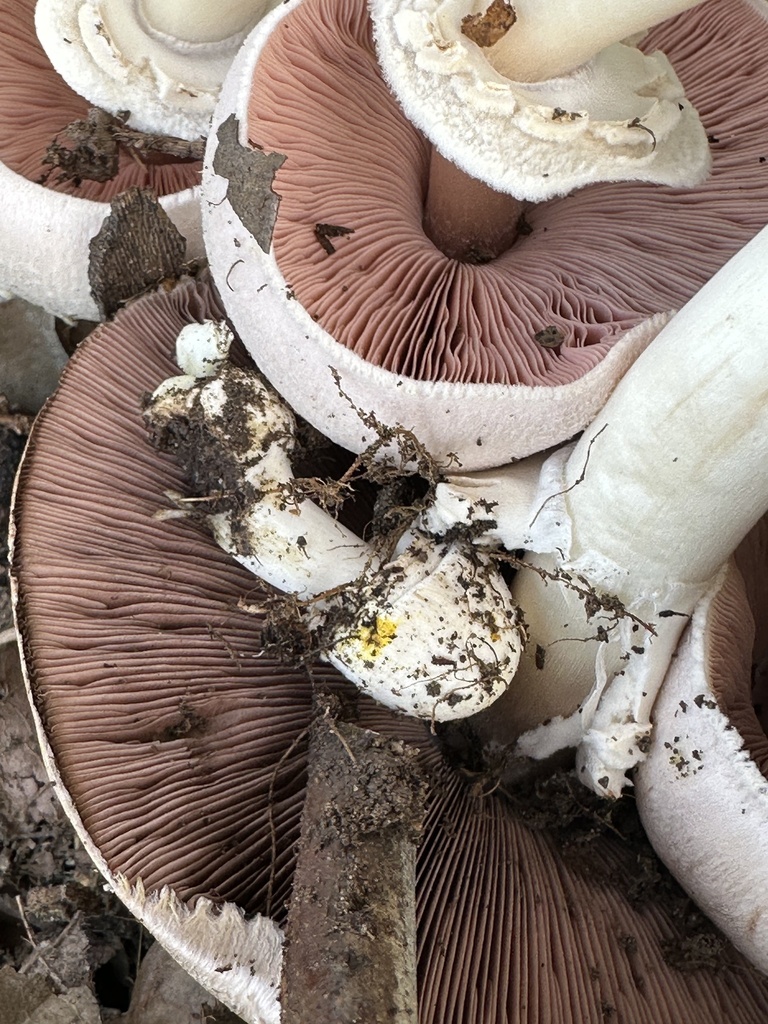 Agaricus xanthodermus · December 2025 · photo: © irinamitine (iNaturalist, cc-by)