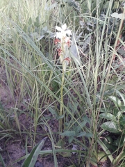 Satyrium carsonii