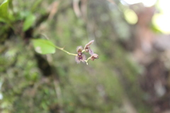 Stelis villosa