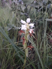 Satyrium carsonii