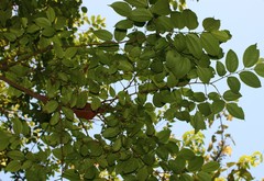 Celtis timorensis