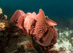 Hypoplectrodes maccullochi