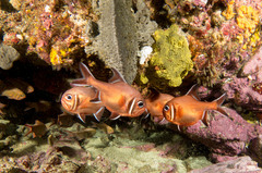 Trachichthys australis