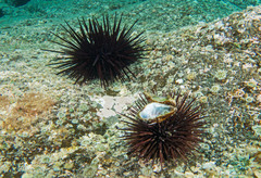Centrostephanus rodgersii