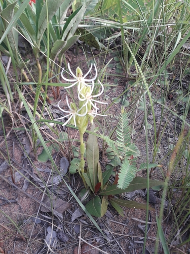 Habenaria verdickii