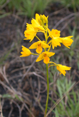 Eulophia odontoglossa