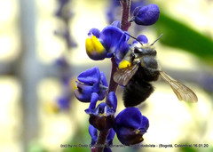 Megachile amparo