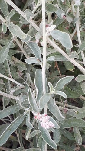 kapok bush