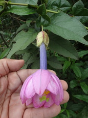 Passiflora cumbalensis