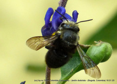 Megachile amparo