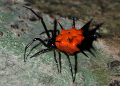 Phoroncidia thwaitesi